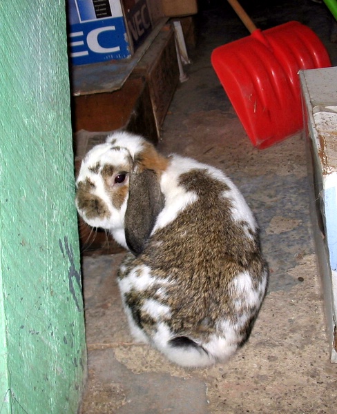 taro the bunny boy