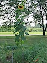 The Sunflower in the Garden