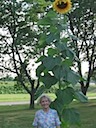 Grandma with the Sunflower