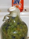 The Bottle Starting to Ferment