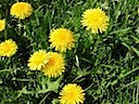 Close up of Dandelions