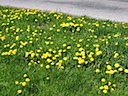 The Dandelions