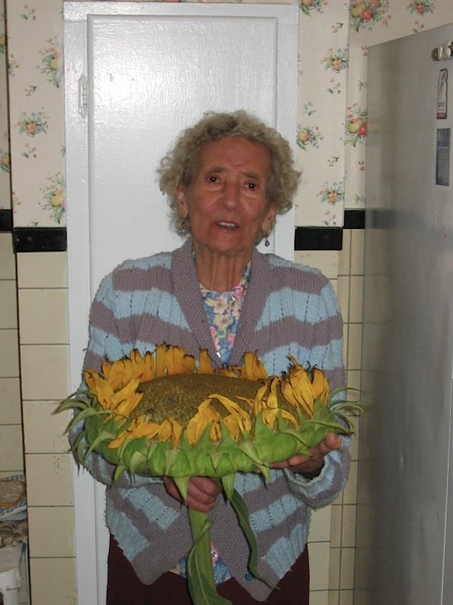 grandmasunflowere