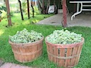 Bushels of Grapes