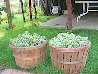 grapes_basket