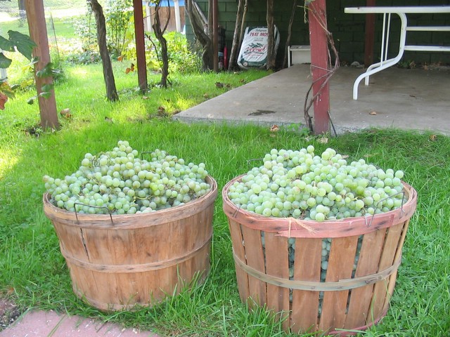 grapes_basket