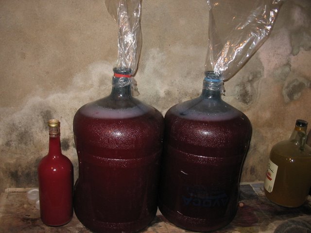 grapes_ferment