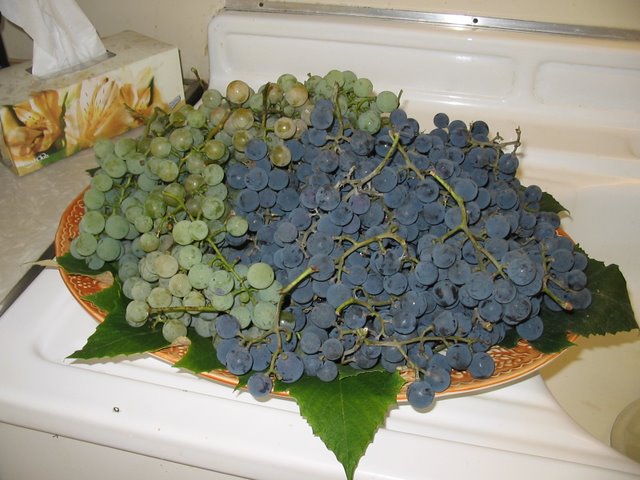 grapes_plenty