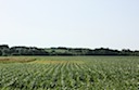 Cornfields