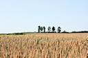 Wheat