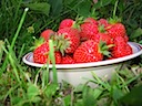 The Strawberries from the Garden