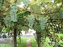 Hanging New York Niagara Grapes