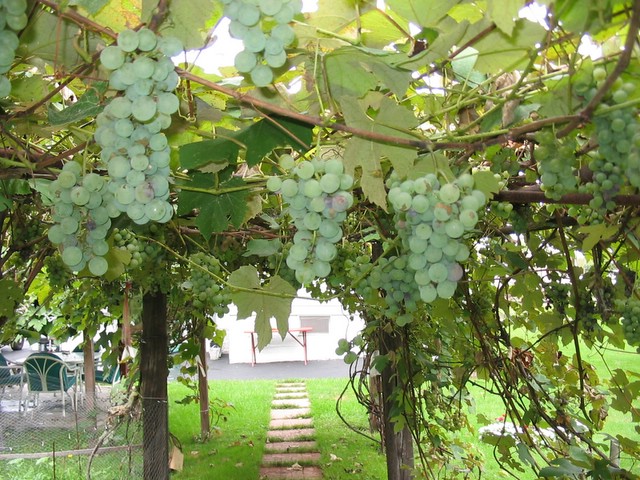 white_grapes